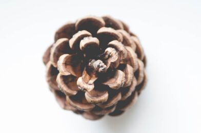 Brown Conifer Cone